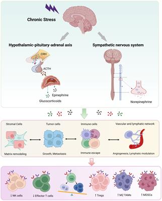 Stress and cancer: The mechanisms of immune dysregulation and management